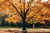 戴爾豪斯大學學費多貴？