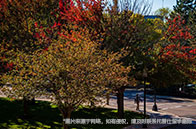 麥吉爾大學(xué)本科學(xué)費(fèi)多少錢？