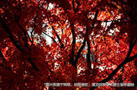 牛津大學入學考試承辦單位公布：Pearson VUE