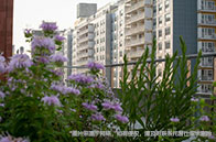 倫敦大學學院人工智能與可持續發展碩士介紹