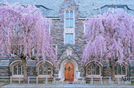 約克大學利用3D打印技術感受花粉世界