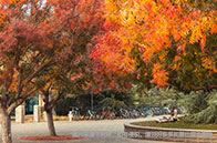 申請英國名校需要考幾門AP課程？