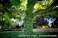 如何申請留學倫敦大學學院？