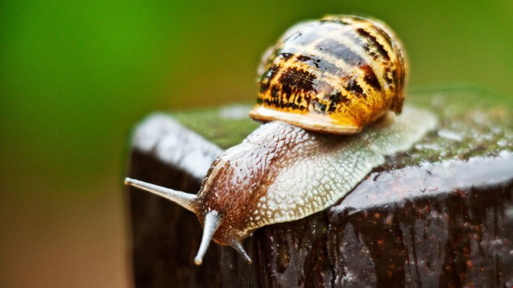 布里斯托大學(xué)發(fā)明出模仿蝸牛運(yùn)動(dòng)的機(jī)器人.jpg 布里斯托大學(xué)發(fā)明出模仿蝸牛運(yùn)動(dòng)的機(jī)器人.jpg