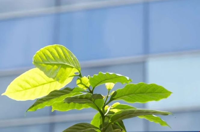 南洋理工大學發現抗咖啡葉銹基因組合.png 南洋理工大學發現抗咖啡葉銹基因組合.png